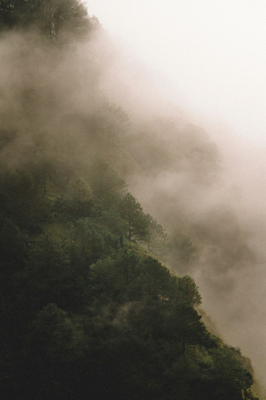 Foggy Danish forest landscape with soft diffused light